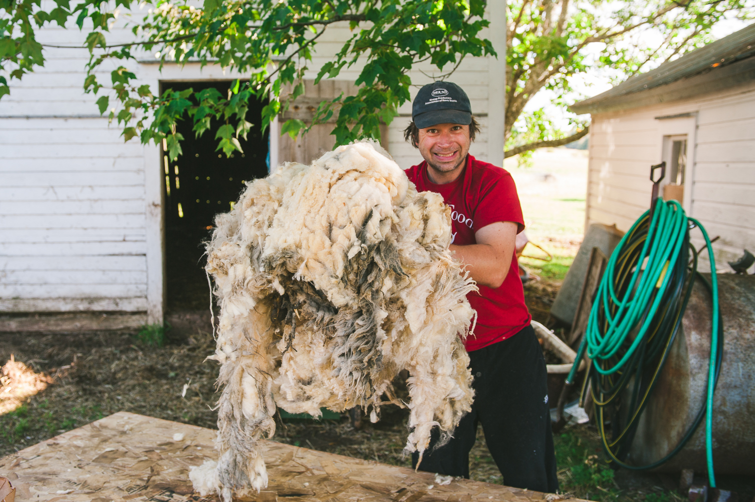 harrier_hill_sheep_wool-11