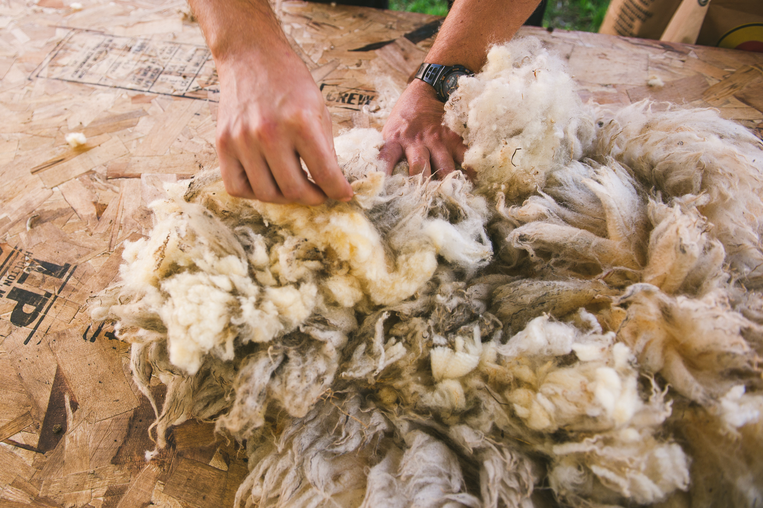 harrier_hill_sheep_wool-2