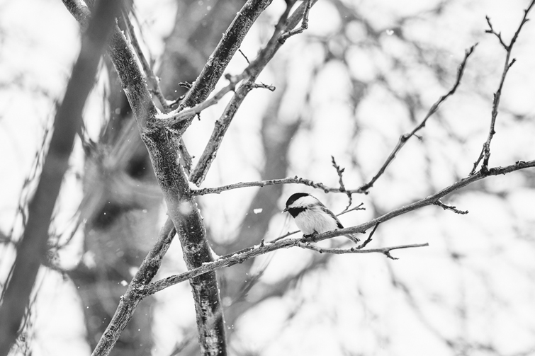 chickadee1