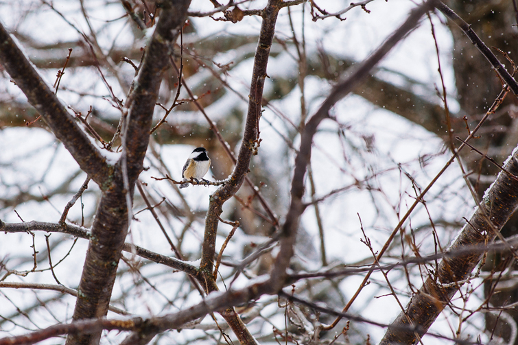 chickadee2